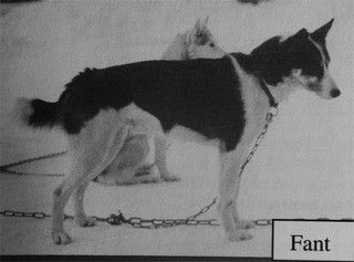 Photo of Fant (Oyen)