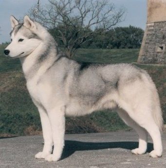 Photo of Innisfree's Challenger