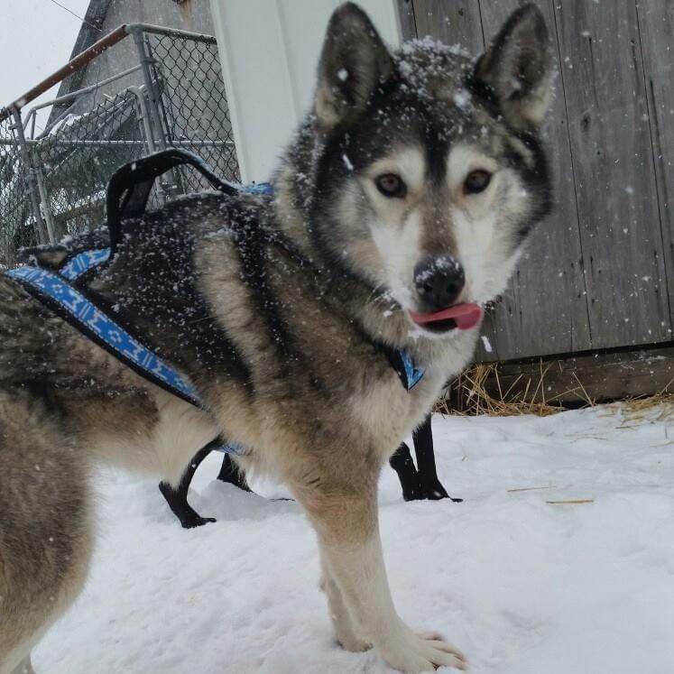 Photo of Roo’s Montoya Northrunner