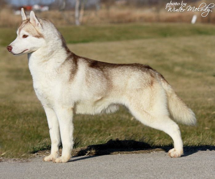 Photo of Kristari’s Ray O’ Sunshine