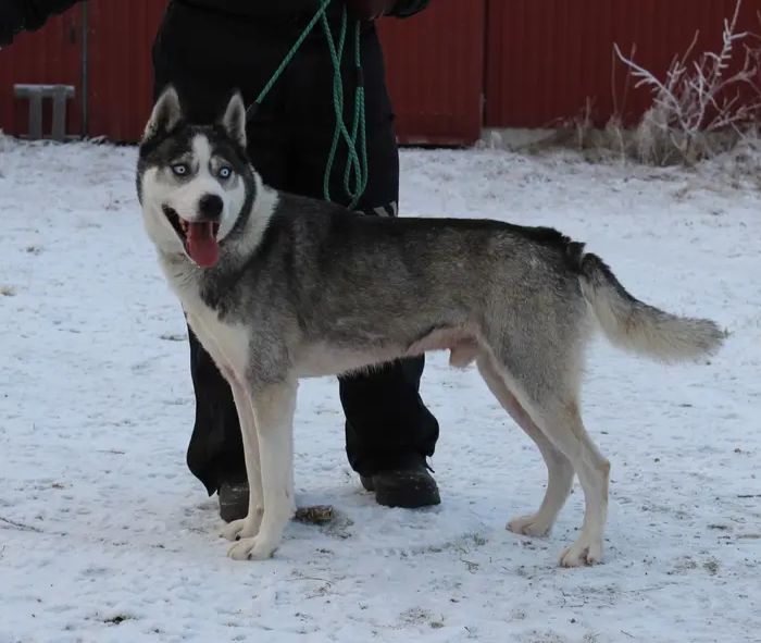 Photo of Winter Wind's Mörkö