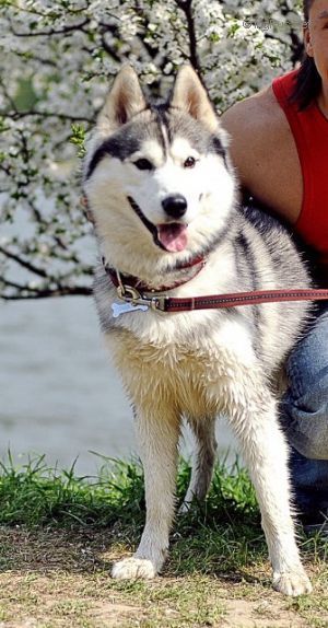 Photo of Brave Heart Velkheor