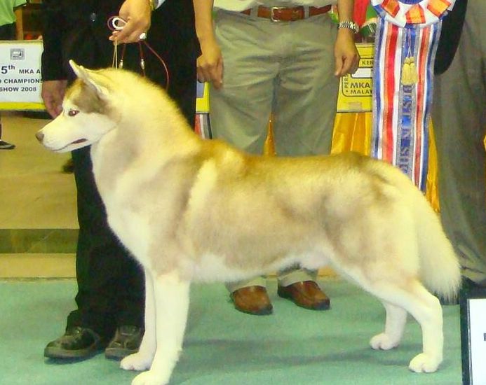 Photo of Nanook’s Red Tag At Nando