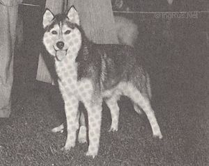 Photo of Aleka’s Czarina