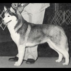 Photo of Spirit Of Wolfkin