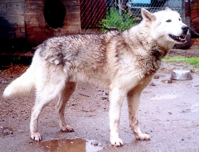 Photo of Isslottett’s Biggen