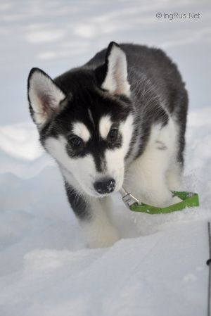 Photo of Arctic Magic Free Runner