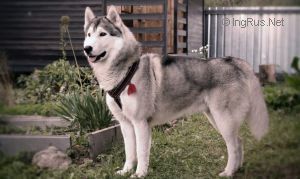 Photo of Snow Galaxy Delight Sweet Surprice
