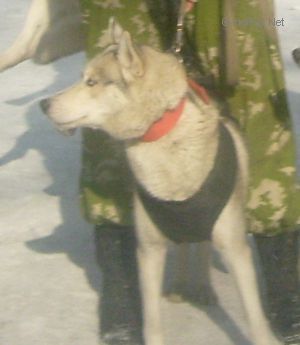 Photo of Afina Wolf s Goluboy Zvezdy