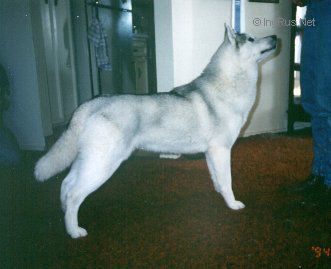 Photo of Shaddai’s Kamalian Ciranoush