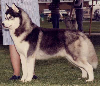 Photo of Teeco’s Raider Of The Pack
