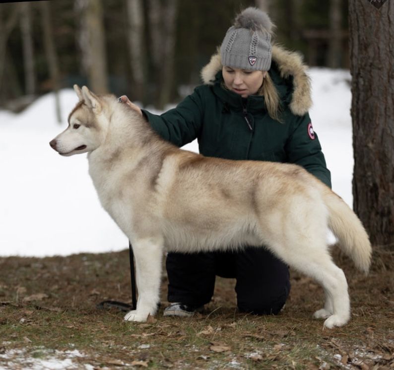 Photo of Snowmist’s Yippee Ki Yay
