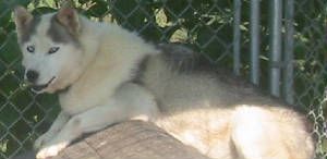Photo of Nikita’s Angel