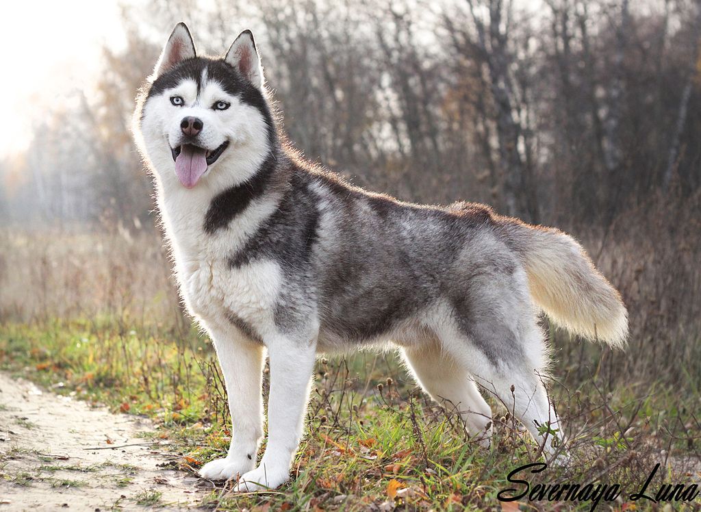 Photo of Severnaya Luna Kobalt