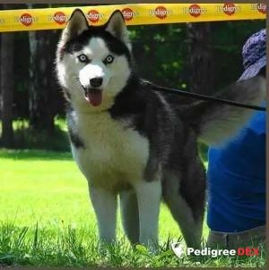 Photo of Hozyain Taigi Actual Dog