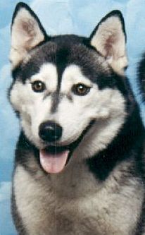 Photo of Kortar’s Kid Kiara