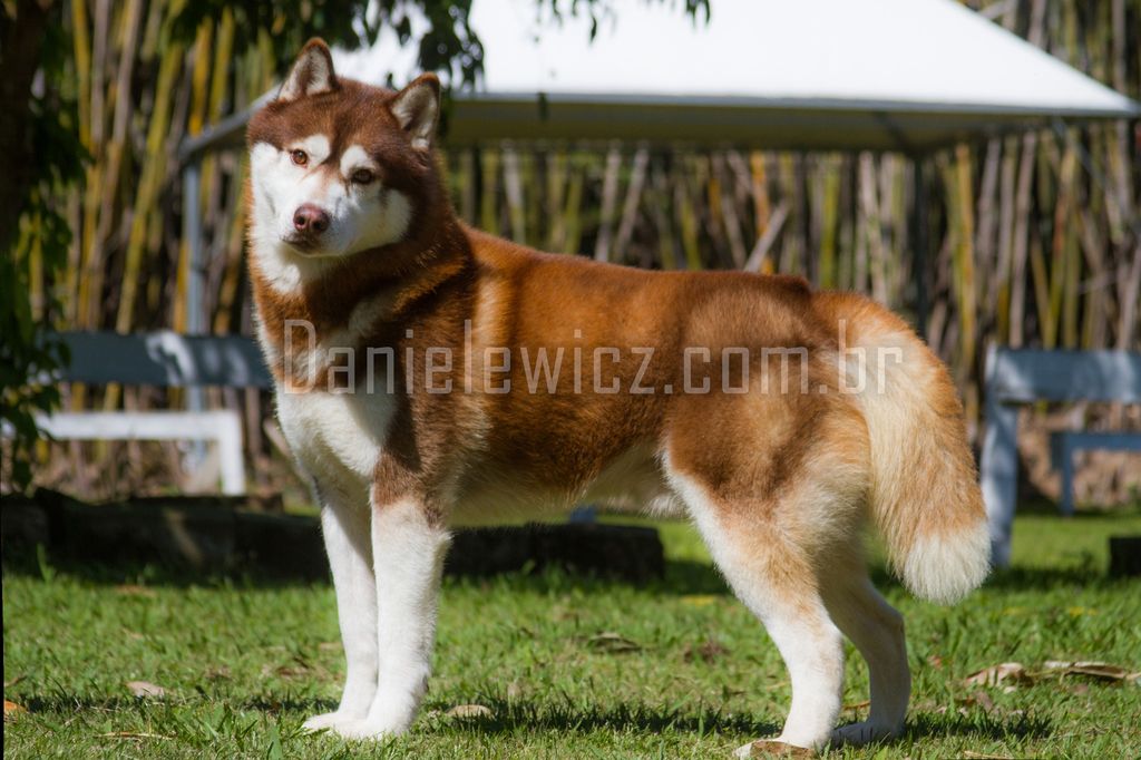 Photo of Lobo do Danielewicz