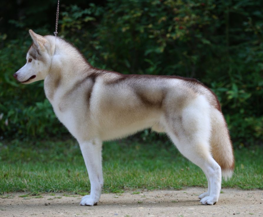 Photo of Nanook's North of the River