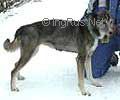 Photo of Husky Fant’s M’Brandy