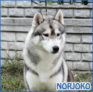 Photo of Norjoko de Ciukci