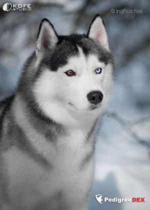 Photo of Fly Dream Wolf In Snow