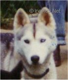 Photo of Biche De La Blanche Lyre