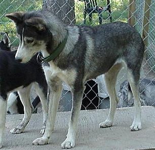 Photo of Northomes Maggie