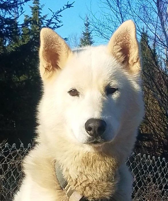 Photo of Jedeye Norsk of Manitou