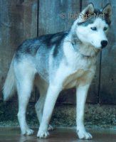 Photo of Dirka