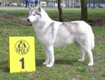 Photo of Copa America Wilczy Kiel