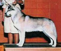 Photo of Karnovanda’s Rimrock Iceman