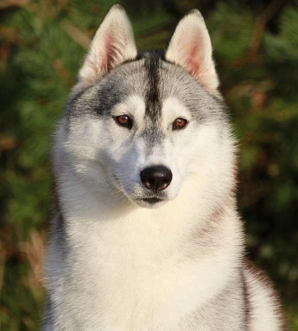 Photo of Nanook Stormcall Northern Sky