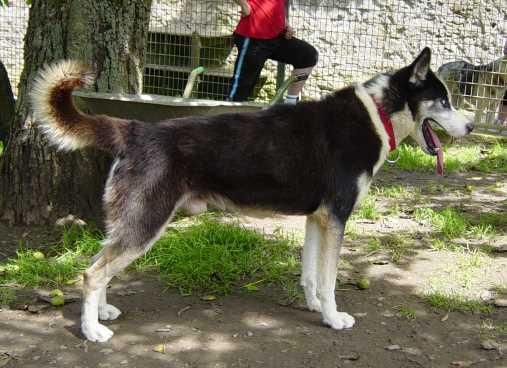 Photo of Alka-Shan’s Low-Limit