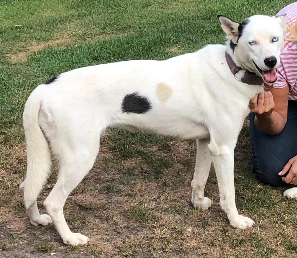 Photo of Jara ab Canis Polaris