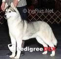 Photo of Innisfree Pearl O’Kivalina