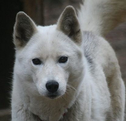 Photo of NorthWapiti’s Kelly