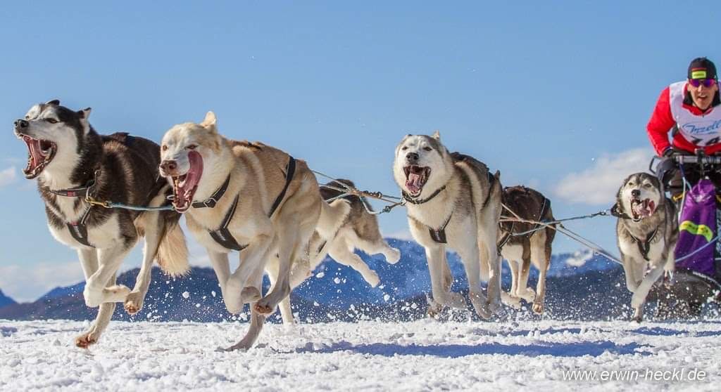 Photo of Achili ab Canis Polaris