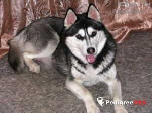 Photo of Snezhniy Angel Veisi