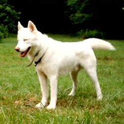Photo of Samson Of Iron Snow