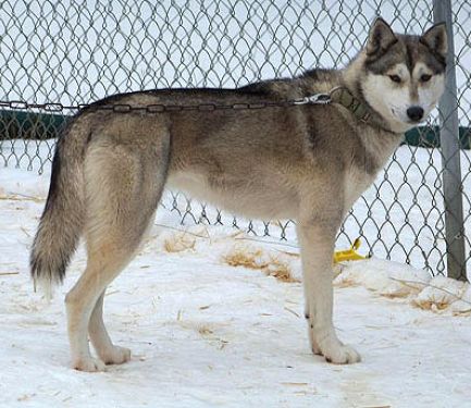 Photo of Sibersong’s Slammin’ Sami