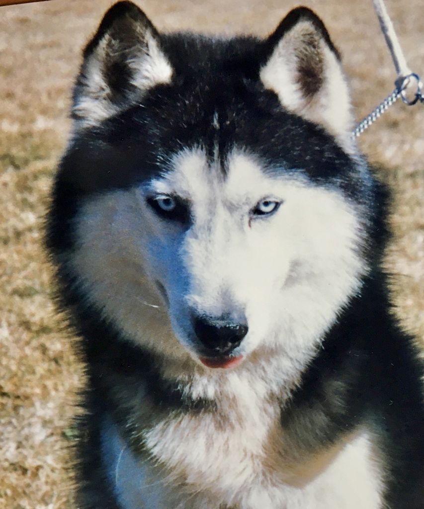 Photo of Talocon’s Arctic Sanazzar