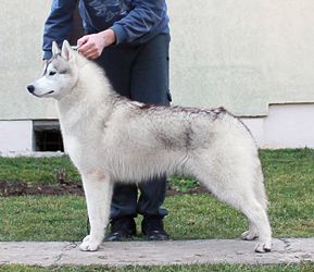 Photo of Bellahusk’s Rude Boy