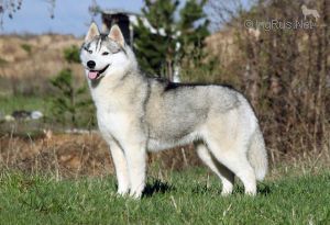 Photo of Arctic Magic Simply The Best