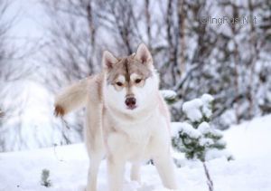 Photo of Arctic Magic Nobleman