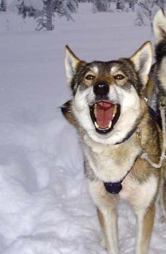 Photo of Foxy