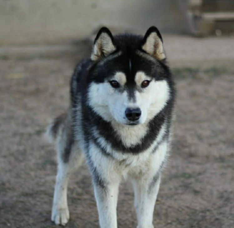 Photo of Natti Husky Goody Woody