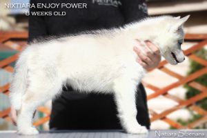 Photo of Nixtiara Enjoy Power