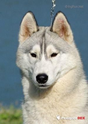 Photo of Northkenda’s The Lord Of The Sands