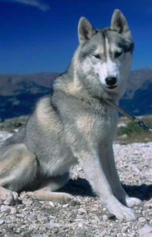 Photo of Unconquerable Phoebe Della Farha