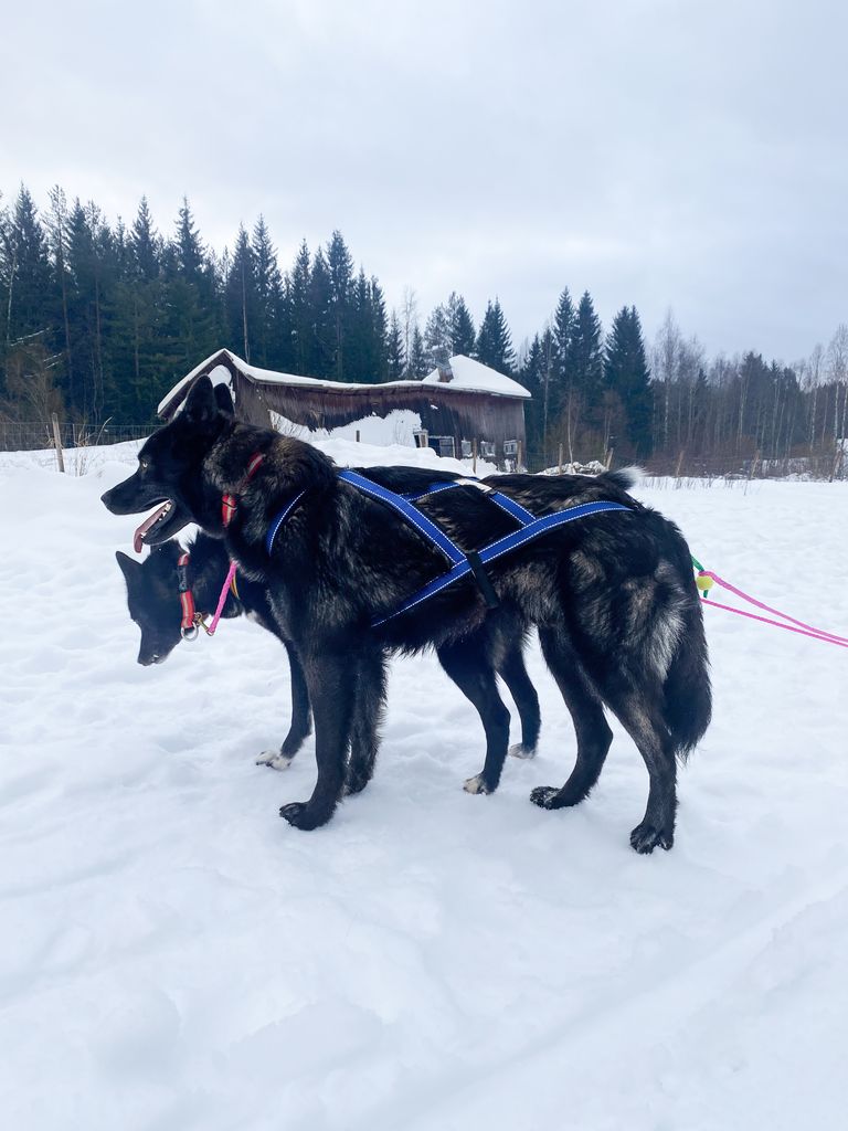 Photo of Kalecgos